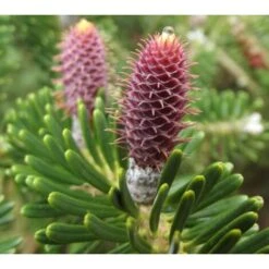 Abete Di Corea "Abies Koreana" Pianta In Vaso 18 Cm H. 30/40 Cm 9 Abete Di Corea "Abies Koreana" Pianta In Vaso 18 Cm H. 30/40 Cm -Vendite VIDAXL 9670939 5