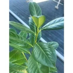 Lauroceraso "Prunus Laurocerasus" Pianta Da Siepe In Vaso H. 40/60 Cm -Vendite VIDAXL 9670941 5