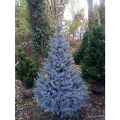 Abete Argentato Pino Blu "Picea Pungens Glauca Blue Diamond" Pianta In Vaso 18 Cm H. 50/60 Cm -Vendite VIDAXL 9670971 3