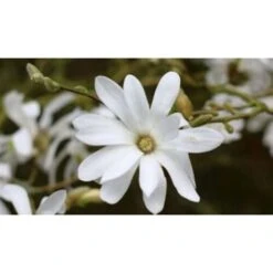 Magnolia Stellata Pianta In Vaso 19 Cm H. 100/120 Cm -Vendite VIDAXL 9670980 4