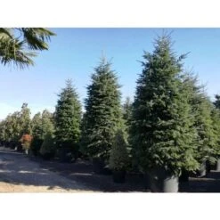 Abete Del Caucaso "Abies Nordmanniana" Pianta In Vaso H. 20/30 Cm -Vendite VIDAXL 9670987 3