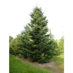 Abete Del Caucaso "Abies Nordmanniana" Pianta In Vaso H. 20/30 Cm -Vendite VIDAXL 9670987 4