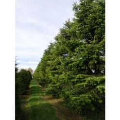 Abete Del Caucaso "Abies Nordmanniana" Pianta In Vaso H. 20/30 Cm -Vendite VIDAXL 9670987 5