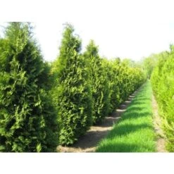 Thuja Occidentalis "Brabant" Pianta In Vaso 11 Cm H. 40/60 Cm -Vendite VIDAXL 9670990 3