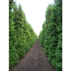 Thuja Occidentalis "Brabant" Pianta In Vaso 11 Cm H. 40/60 Cm -Vendite VIDAXL 9670990 5