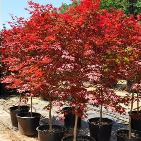 Acero Rosso Giapponese "Acer Palmatum Fireglow" Pianta In Vaso 22 Cm 2 Acero Rosso Giapponese "Acer Palmatum Fireglow" Pianta In Vaso 22 Cm - immagine 2