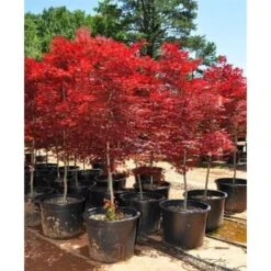 Acero Rosso Giapponese "Acer Palmatum Fireglow" Pianta In Vaso 22 Cm 7 Acero Rosso Giapponese "Acer Palmatum Fireglow" Pianta In Vaso 22 Cm -Vendite VIDAXL 9671015 3
