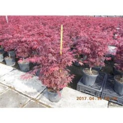 Acero Rosso Giapponese "Acer Palmatum Fireglow" Pianta In Vaso 22 Cm 8 Acero Rosso Giapponese "Acer Palmatum Fireglow" Pianta In Vaso 22 Cm -Vendite VIDAXL 9671015 4