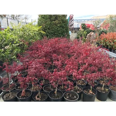 Acero Rosso Giapponese "Acer Palmatum Fireglow" Pianta In Vaso 22 Cm 5 Acero Rosso Giapponese "Acer Palmatum Fireglow" Pianta In Vaso 22 Cm - immagine 5