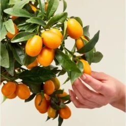 Kumquat "Fortunella Margarita" Mandarino Cinese Pianta In Vaso 22 Cm -Vendite VIDAXL 9671024 3