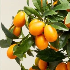 Kumquat "Fortunella Margarita" Mandarino Cinese Pianta In Vaso 22 Cm -Vendite VIDAXL 9671024 4