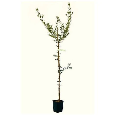 Olivo Leccino 3 Anni 2 Olivo Leccino 3 Anni - immagine 2