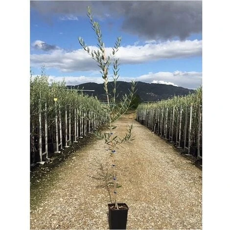 Olivo Leccino 3 Anni 3 Olivo Leccino 3 Anni - immagine 3