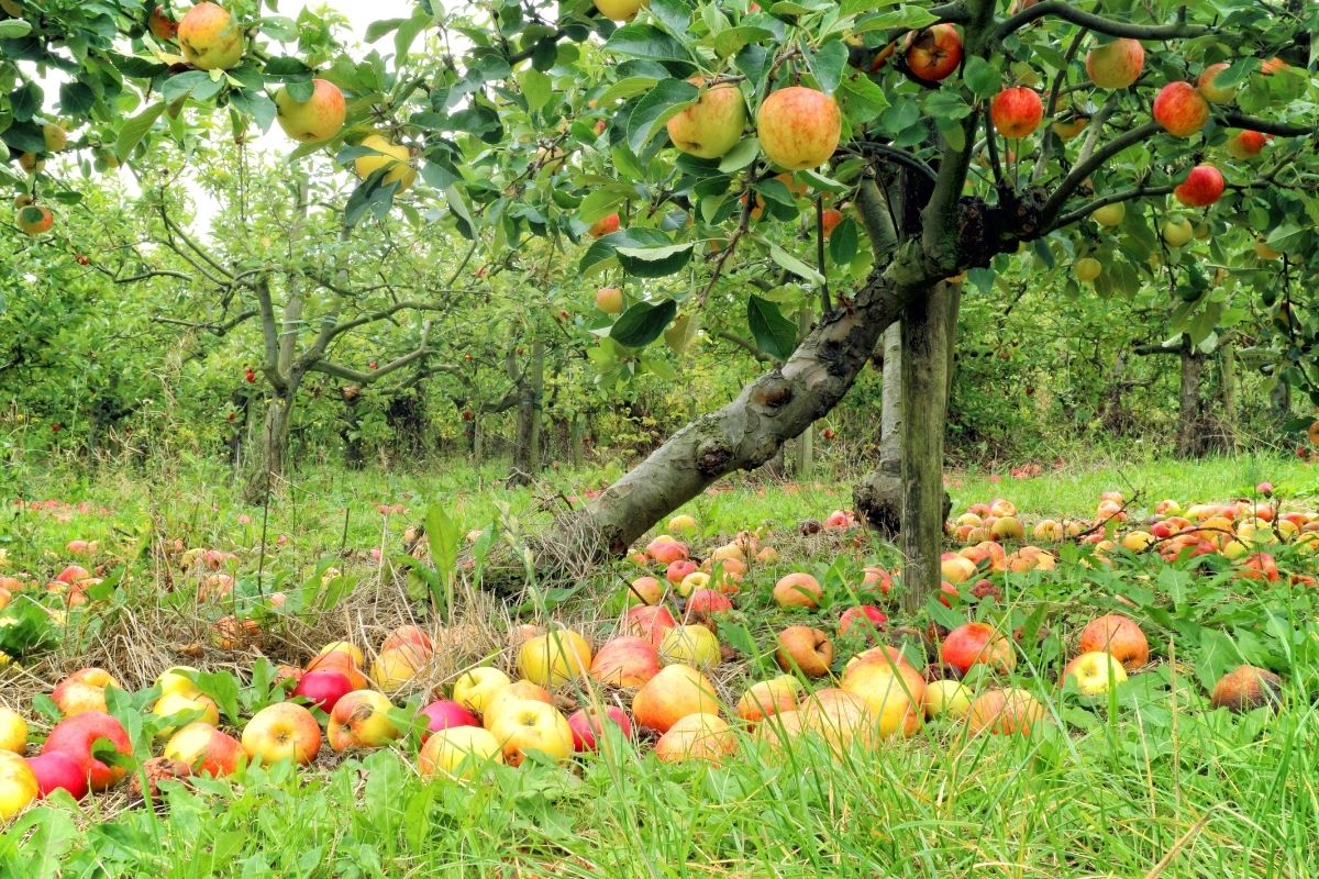 Vendite VIDAXL -Vendite VIDAXL frutti seducono animali